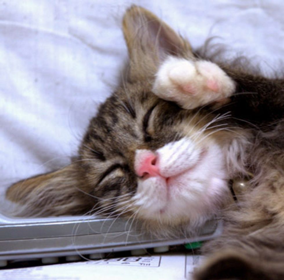 Little Fuzzball Turned into Beautiful Fluffy Cat