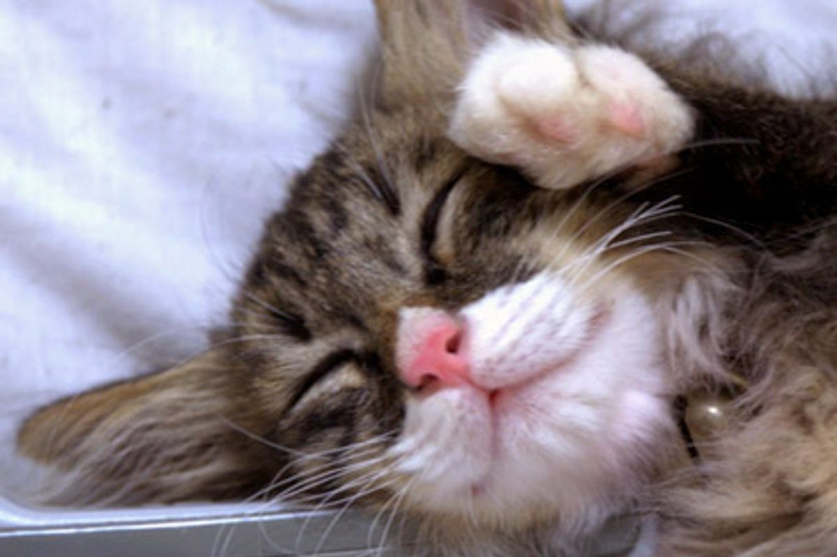 Little Fuzzball Turned into Beautiful Fluffy Cat