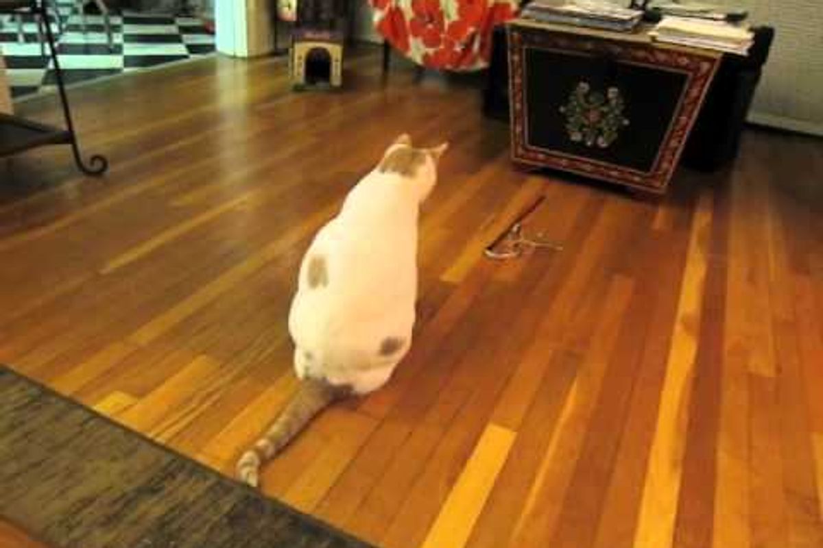 Smart Cat Spins His Toy Wand