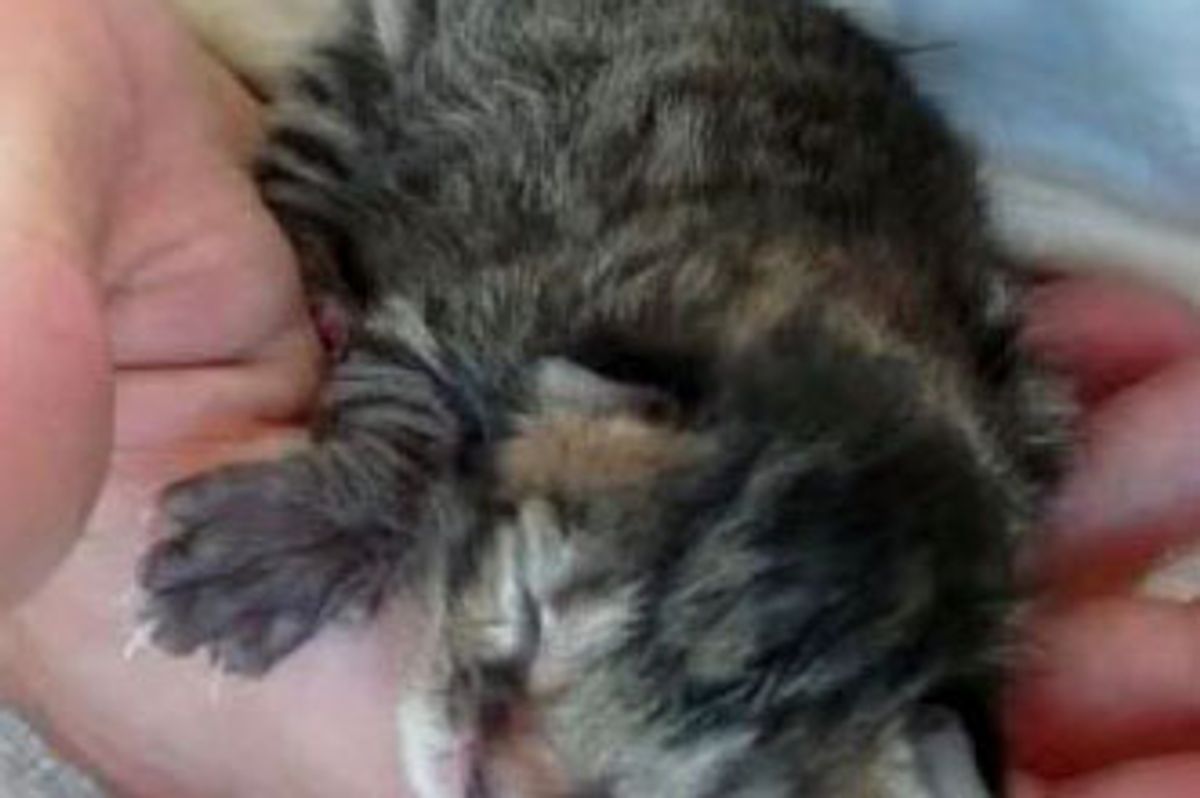 Men Bottle Fed New Born Rescues into Beautiful Cats