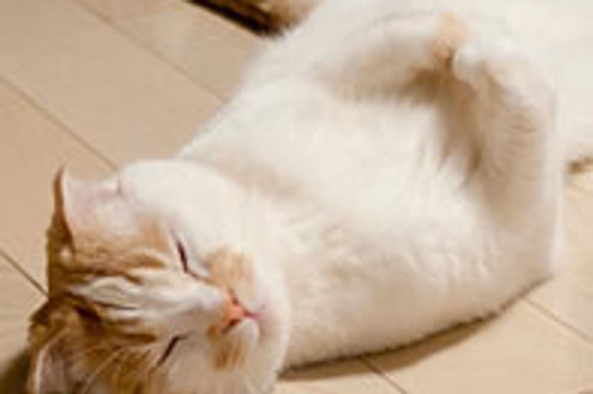 Pokke Helps Clear the Desk