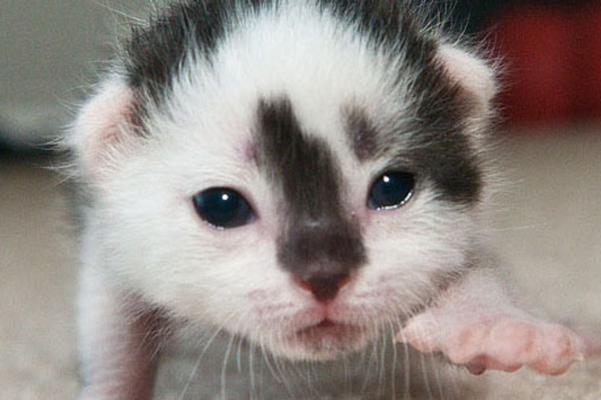 Little Blessed Cow Kitten