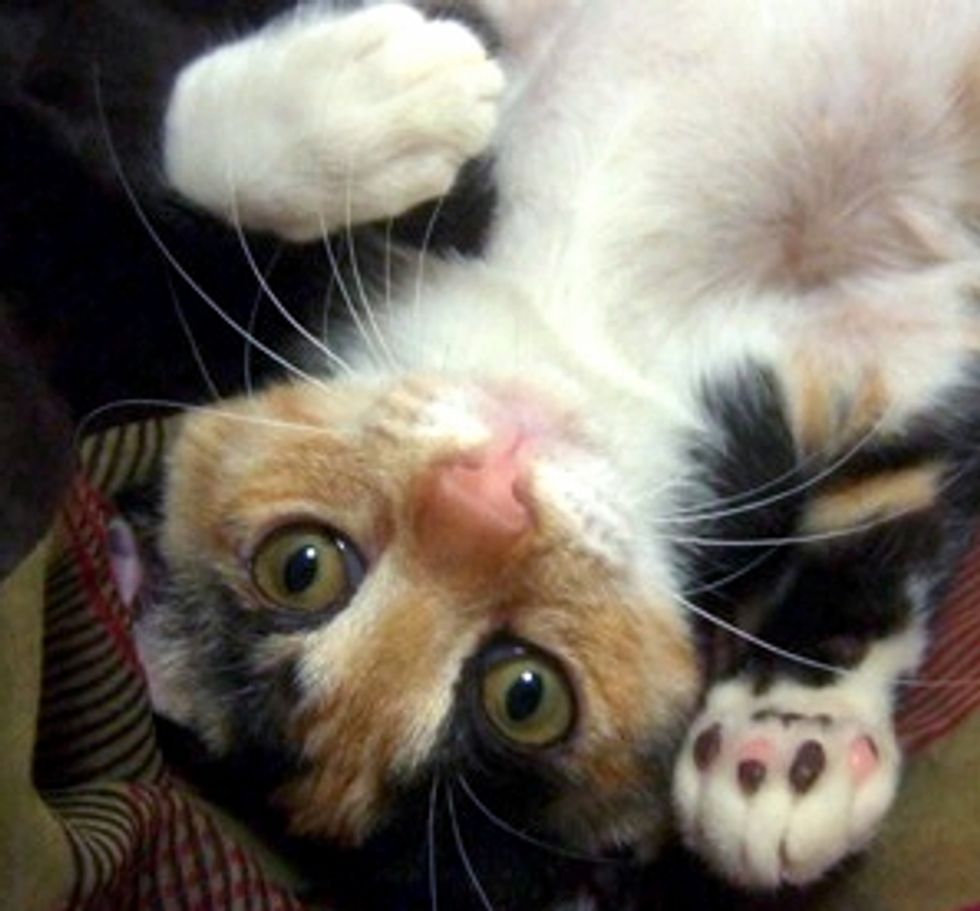 Me Ke the Tiny Rescue with a Big Purrsonality