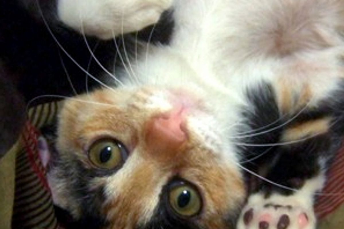 Me Ke the Tiny Rescue with a Big Purrsonality