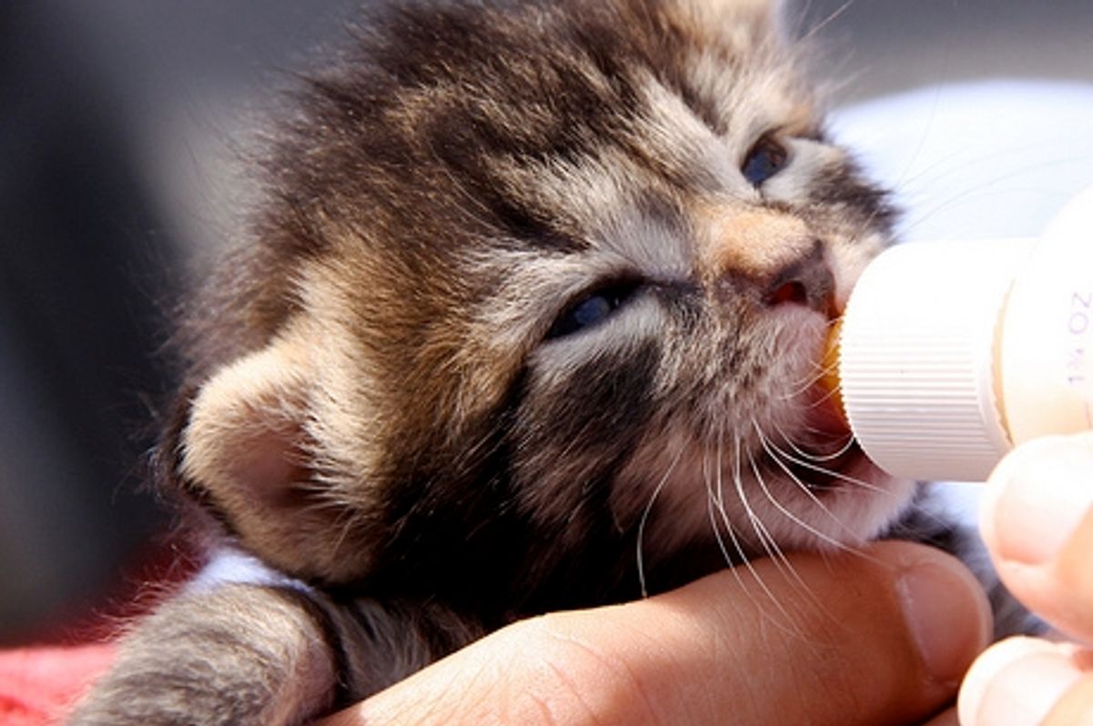 Fuzzy Kitten Chows Down
