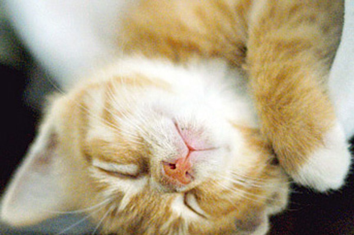 Itty Bitty Ginger Rescue Kitty