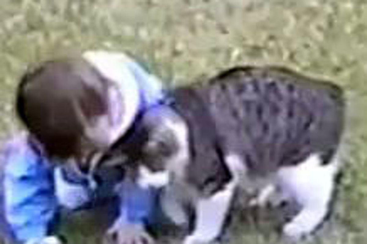 Cute Kitty Gives Toddler Head Bumps