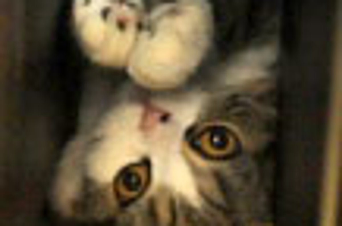 Maru Destroys Box
