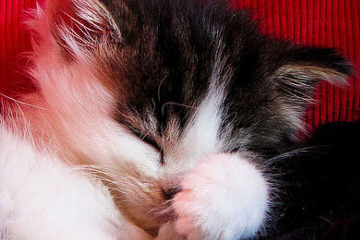 Coco the Fuzzy Little Rescue