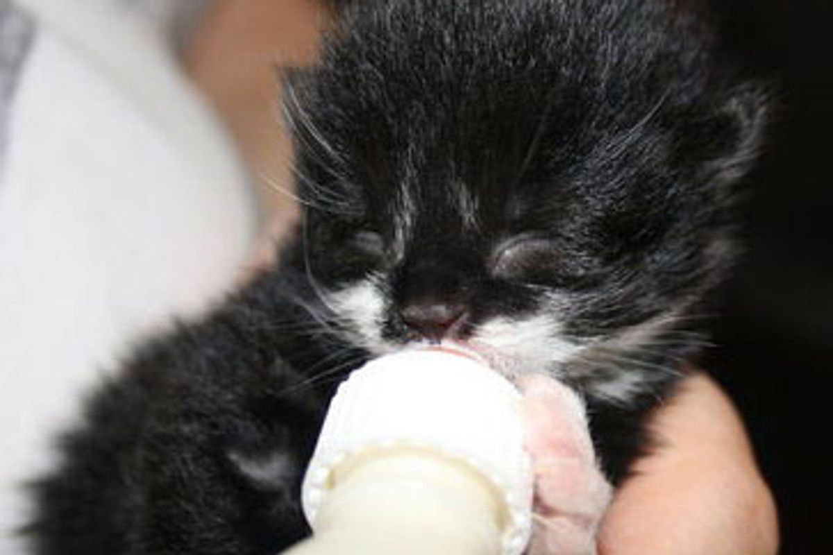 Cali Cakes the Precious Little Tuxedo