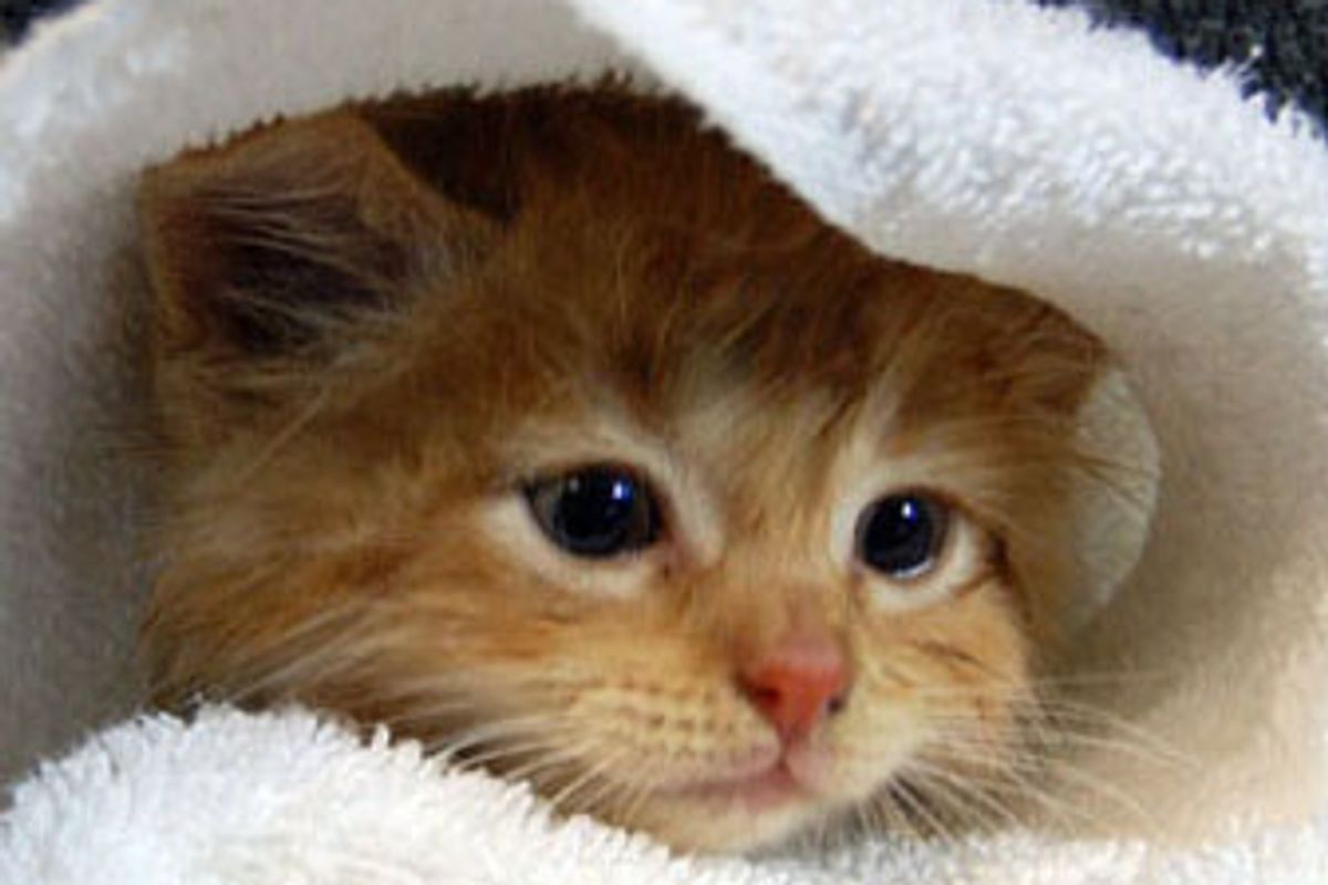 Little Ginger Kitten's First Bath