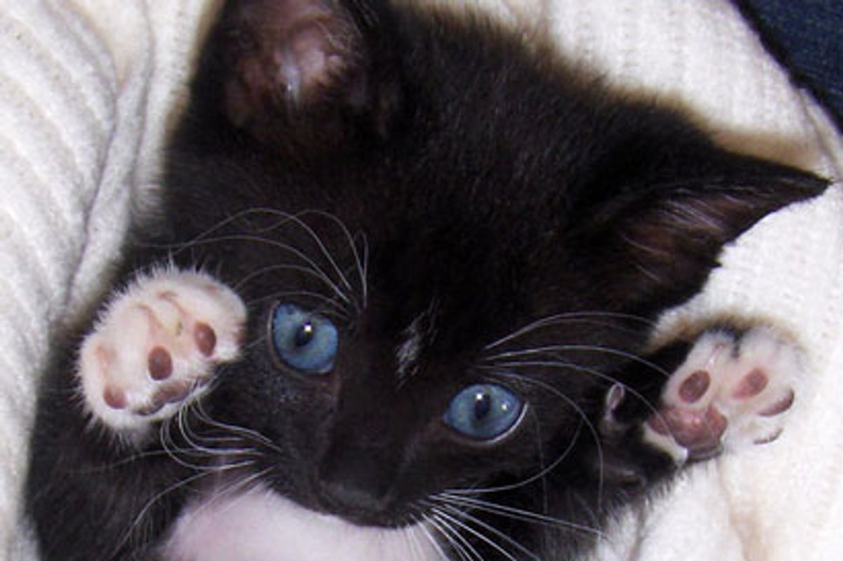Kitty Shows off Tiny Mittens