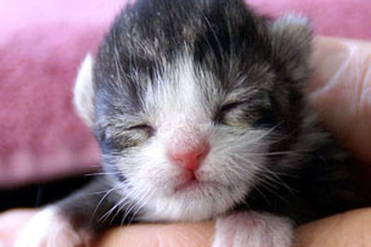 Maggie the Rescue Cat Momma Plus 6