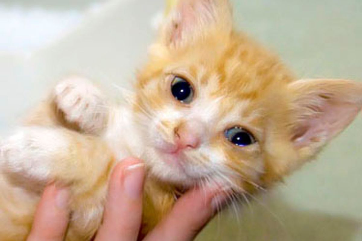 Ginger Foster and His Tabby Furiend