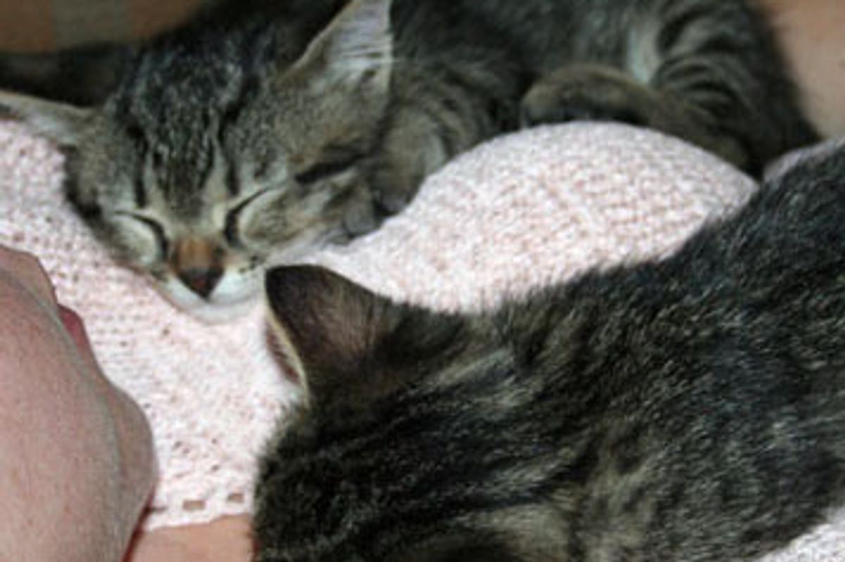 Two Inseparable Furiends - Gimili and Chance