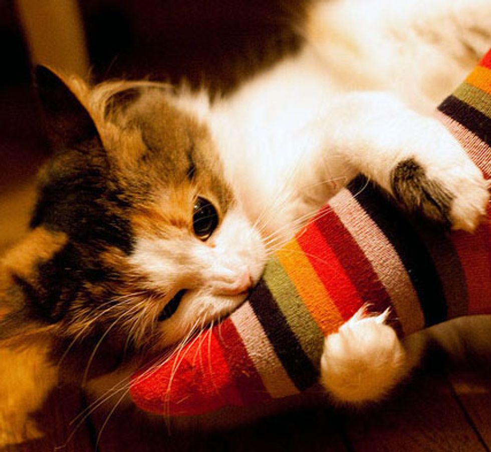 Spoiled Fluffy Kitty Sonya