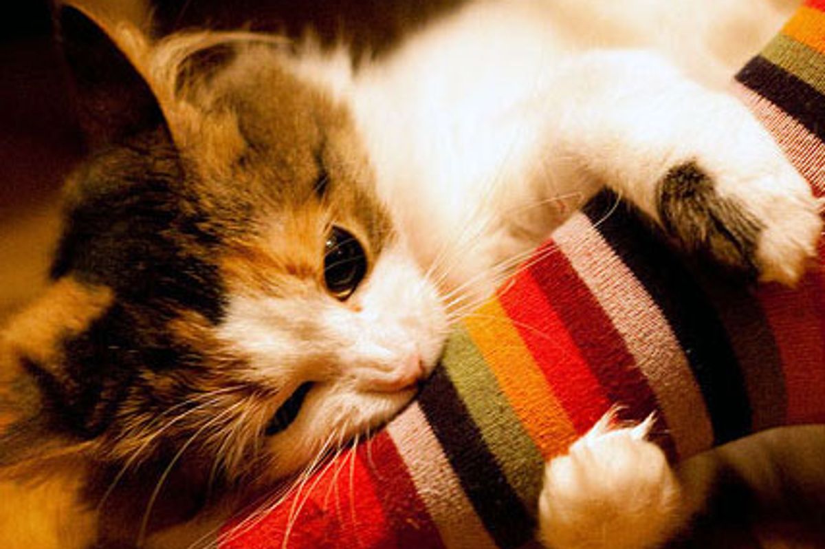 Spoiled Fluffy Kitty Sonya