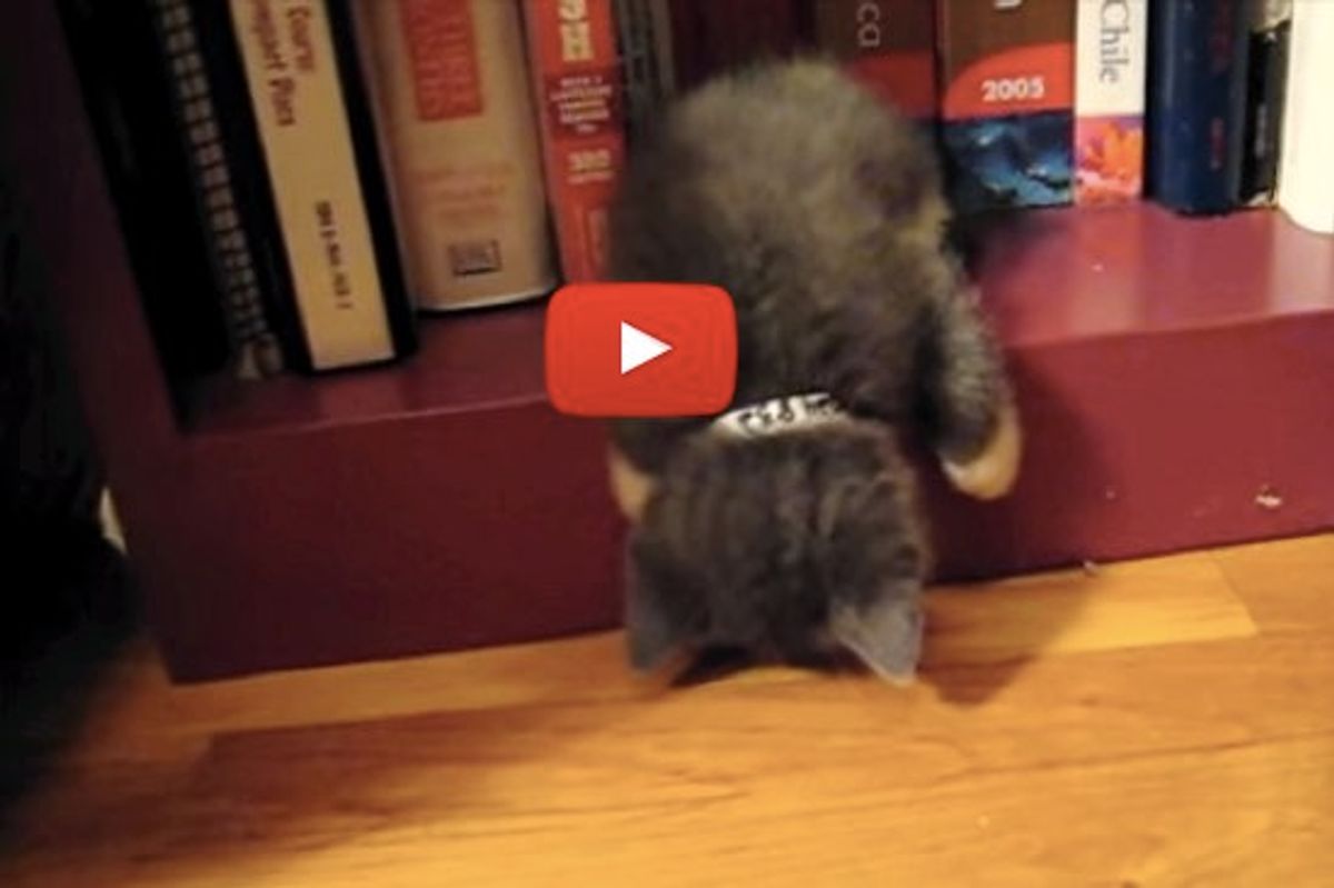 Waldo the Foster Kitten Fell Asleep on Bookshelf