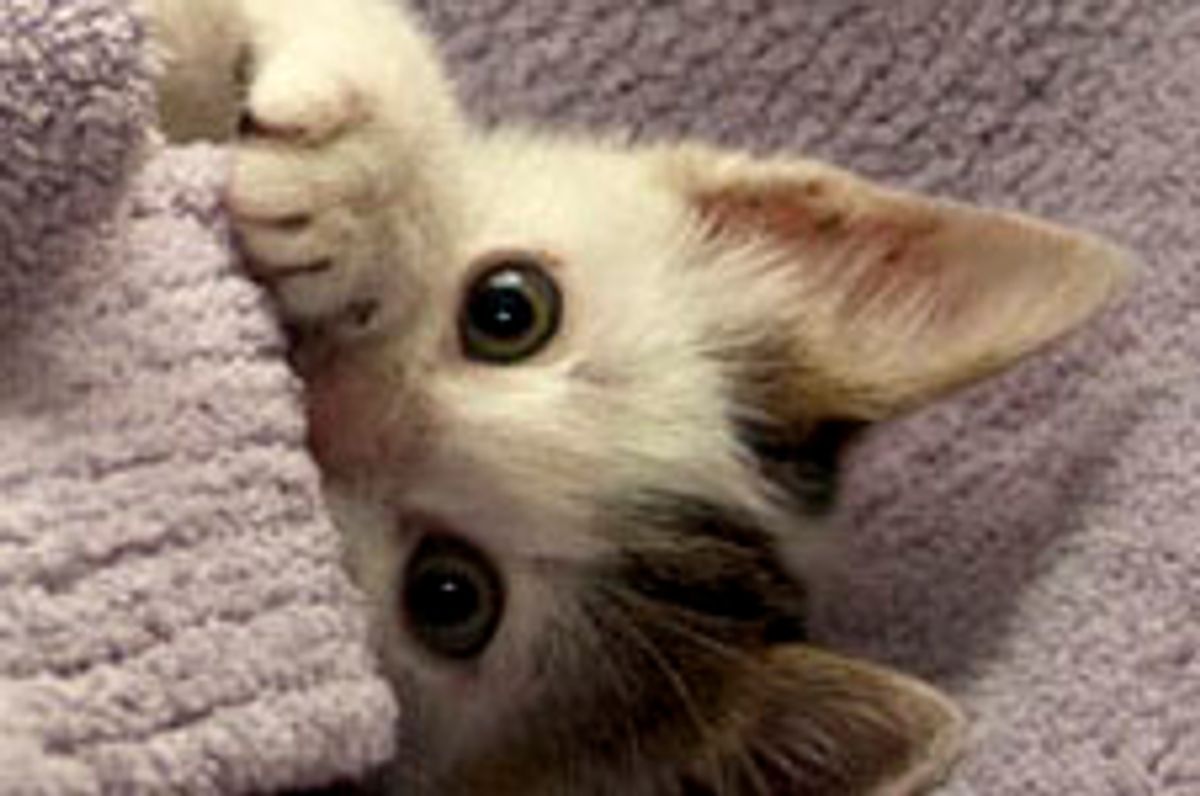 Jumper the Little Stray Kitten