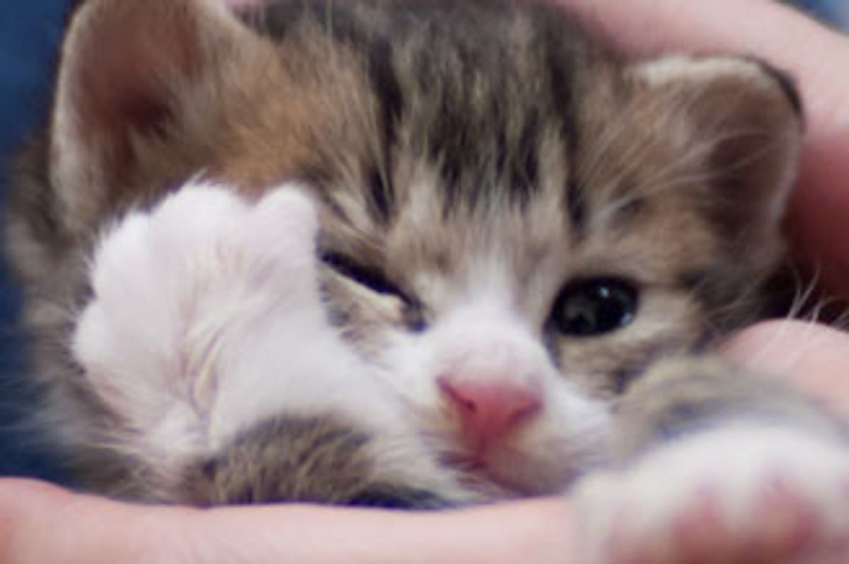 Sicca from Kitten to Cat