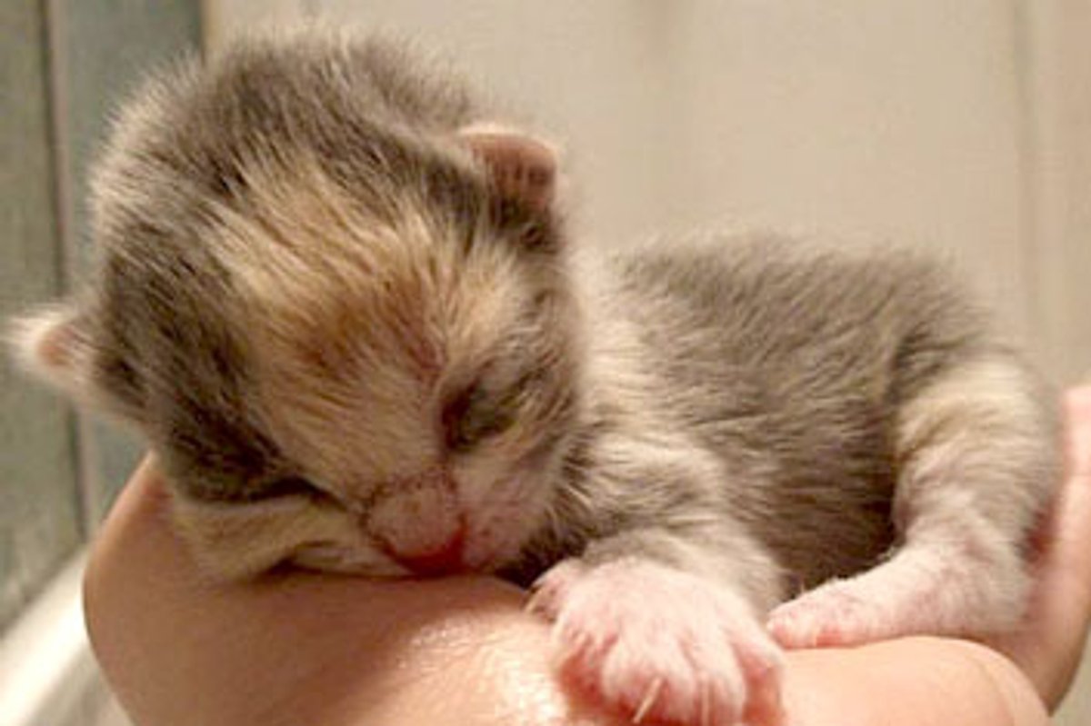 Cloe the Little Fighter