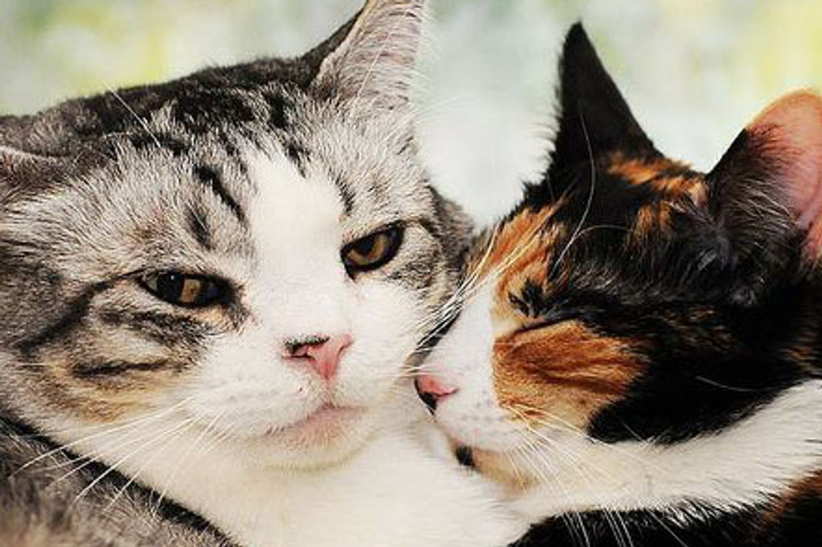 Dusty and Sophie, 2 Love Bugs