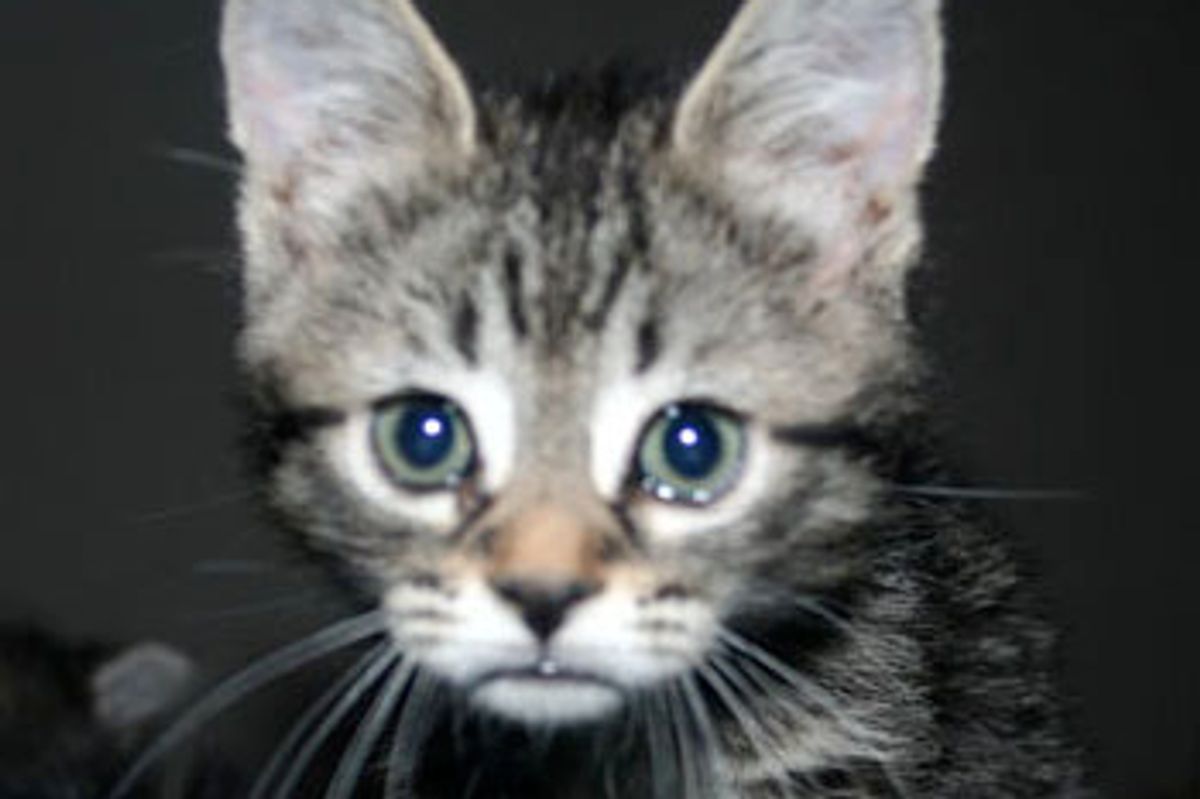 Winston the Lovable Foster Tabby