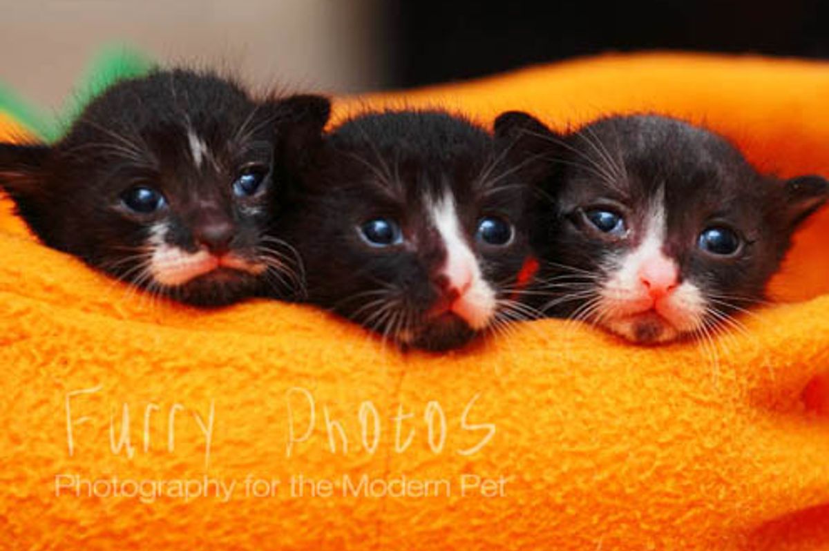 Tiny Tuxedo Trio