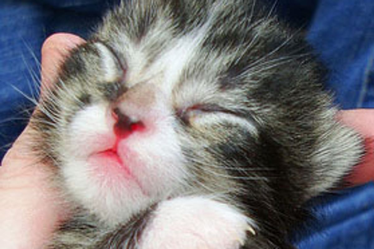 6 Itty Bitty Foster Babies