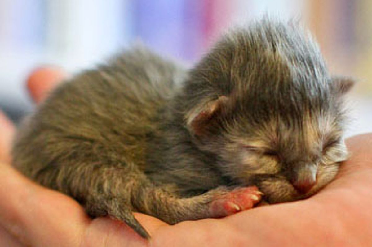 From Kitten to Cat, Isis the Tortie