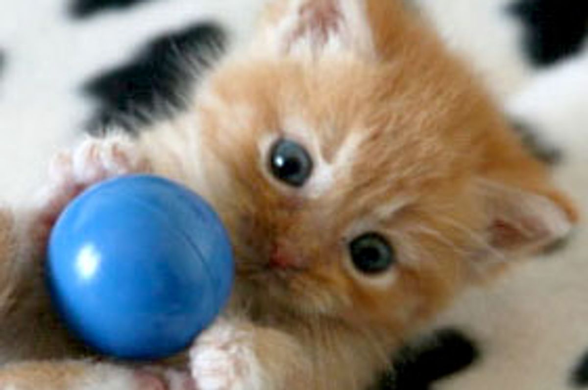 Little Ginger Kitten Beats All Odds