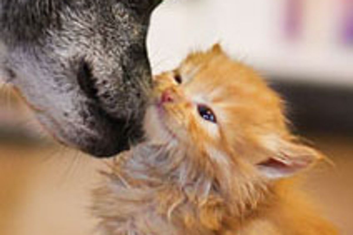 Dog Gives Kitten TLC