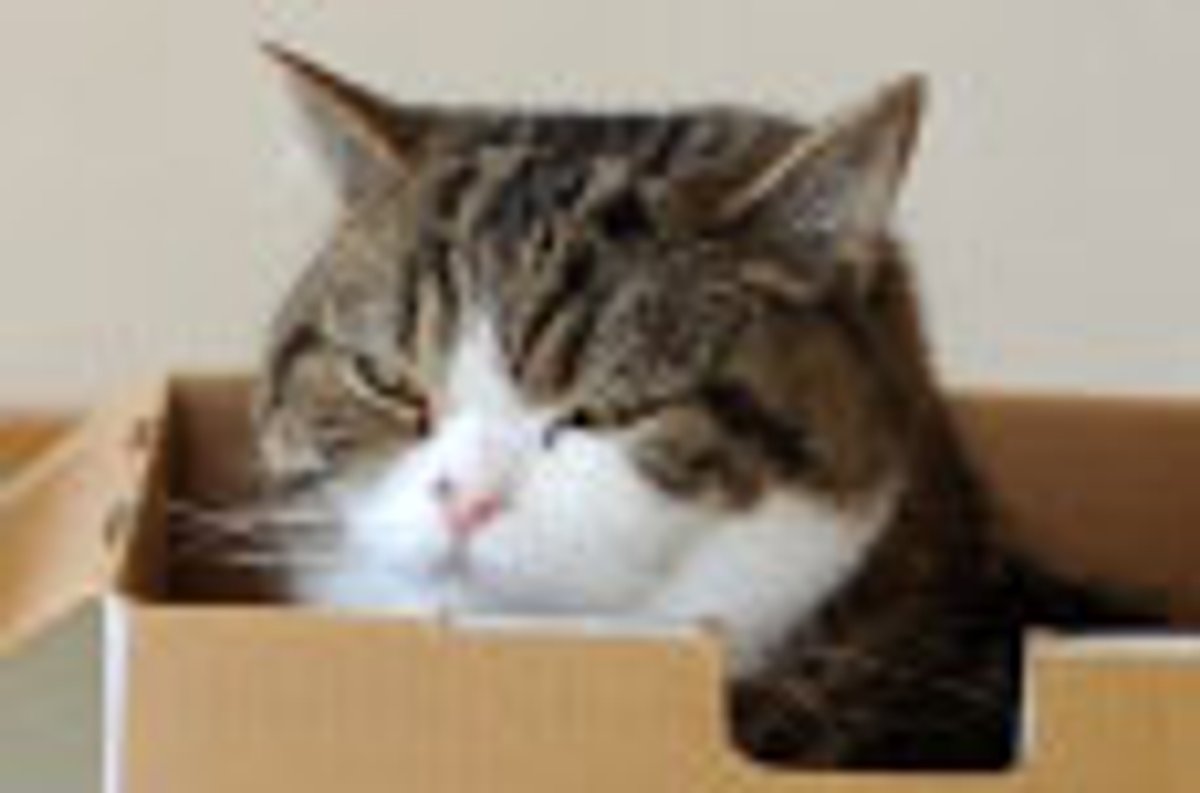 Maru Gets Pampered and Brushed