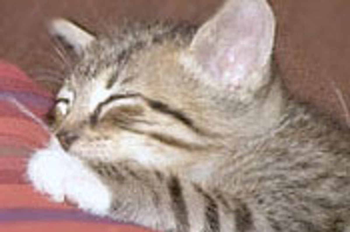 Friendship Between Bo the Cat and Mookie the Pug