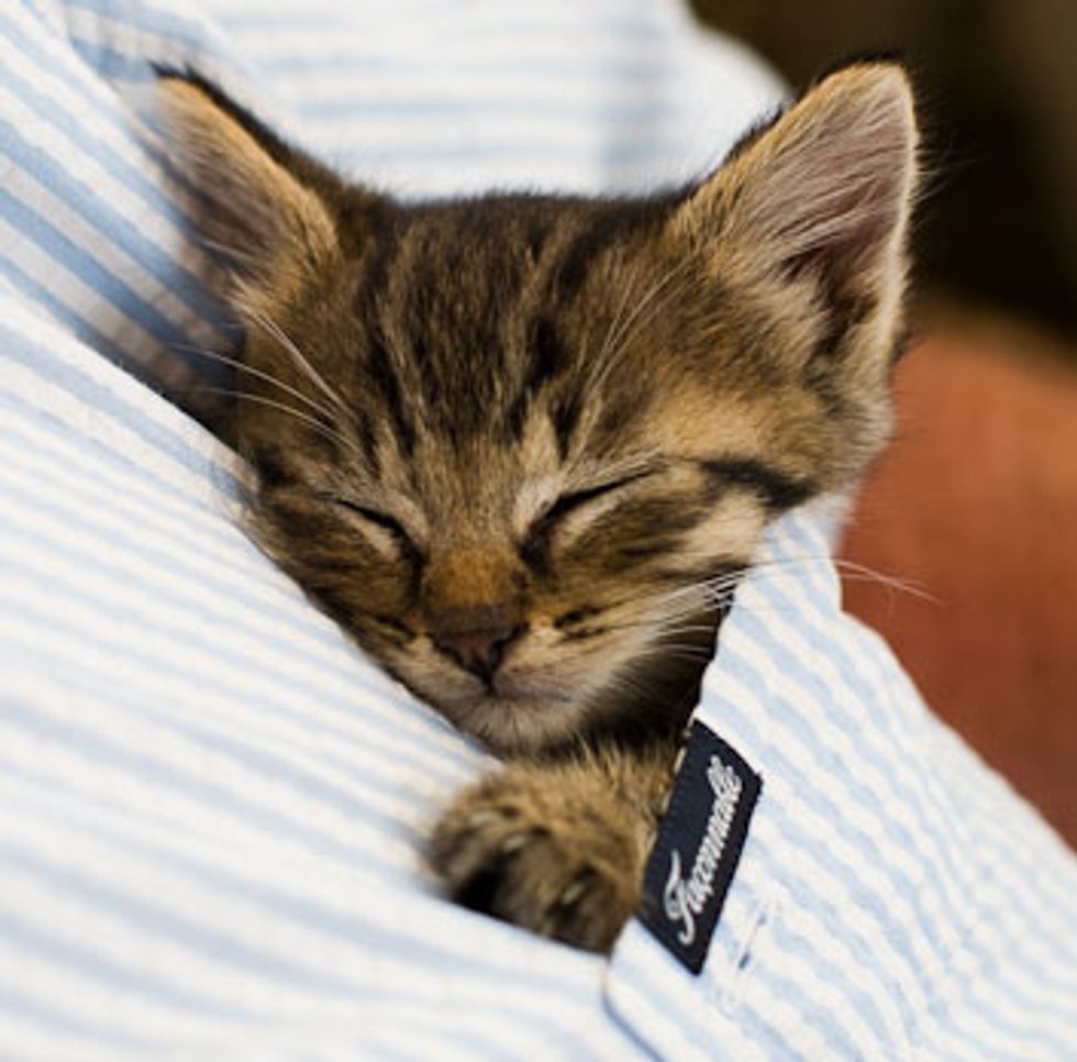 Snoozes in Warmth and Comfort