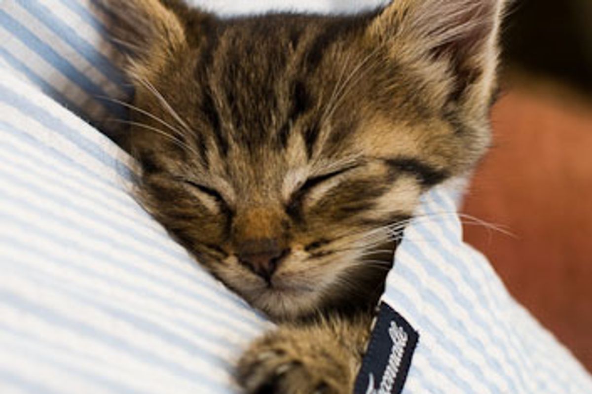 Snoozes in Warmth and Comfort