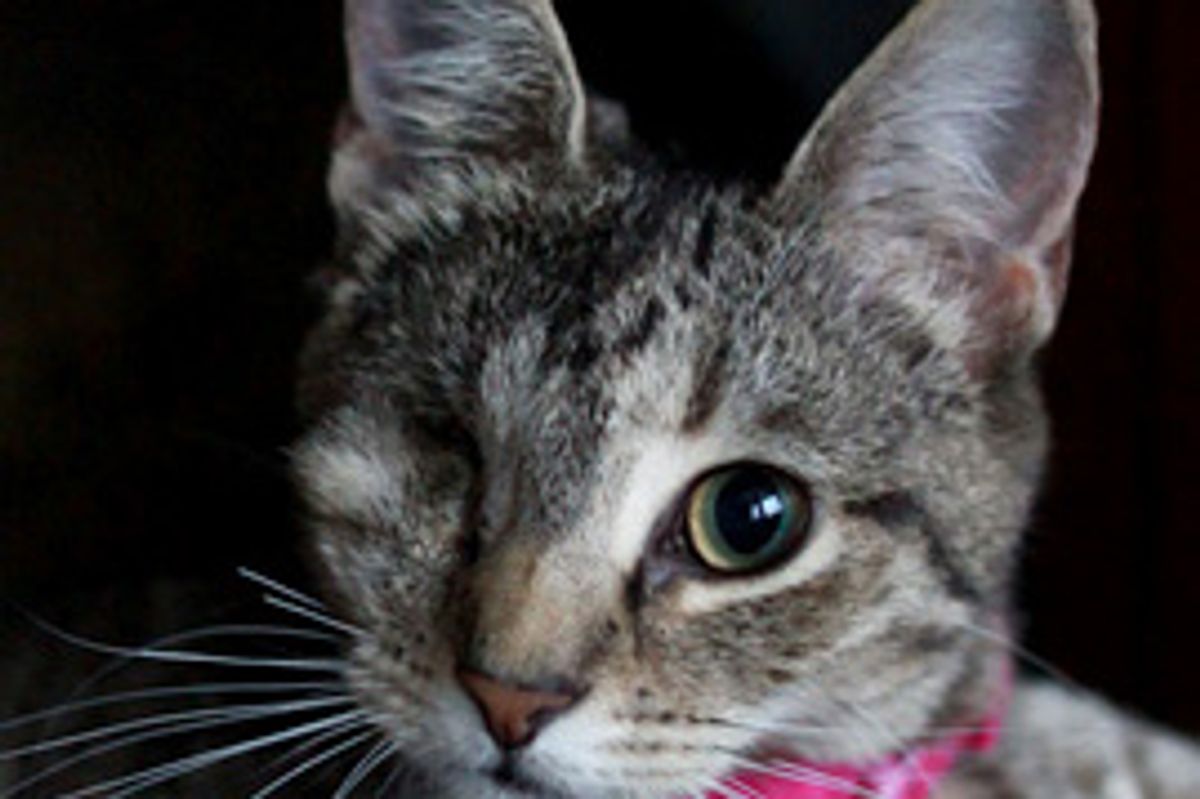 Amazing Story of One-Eyed Hemingway Sparkle