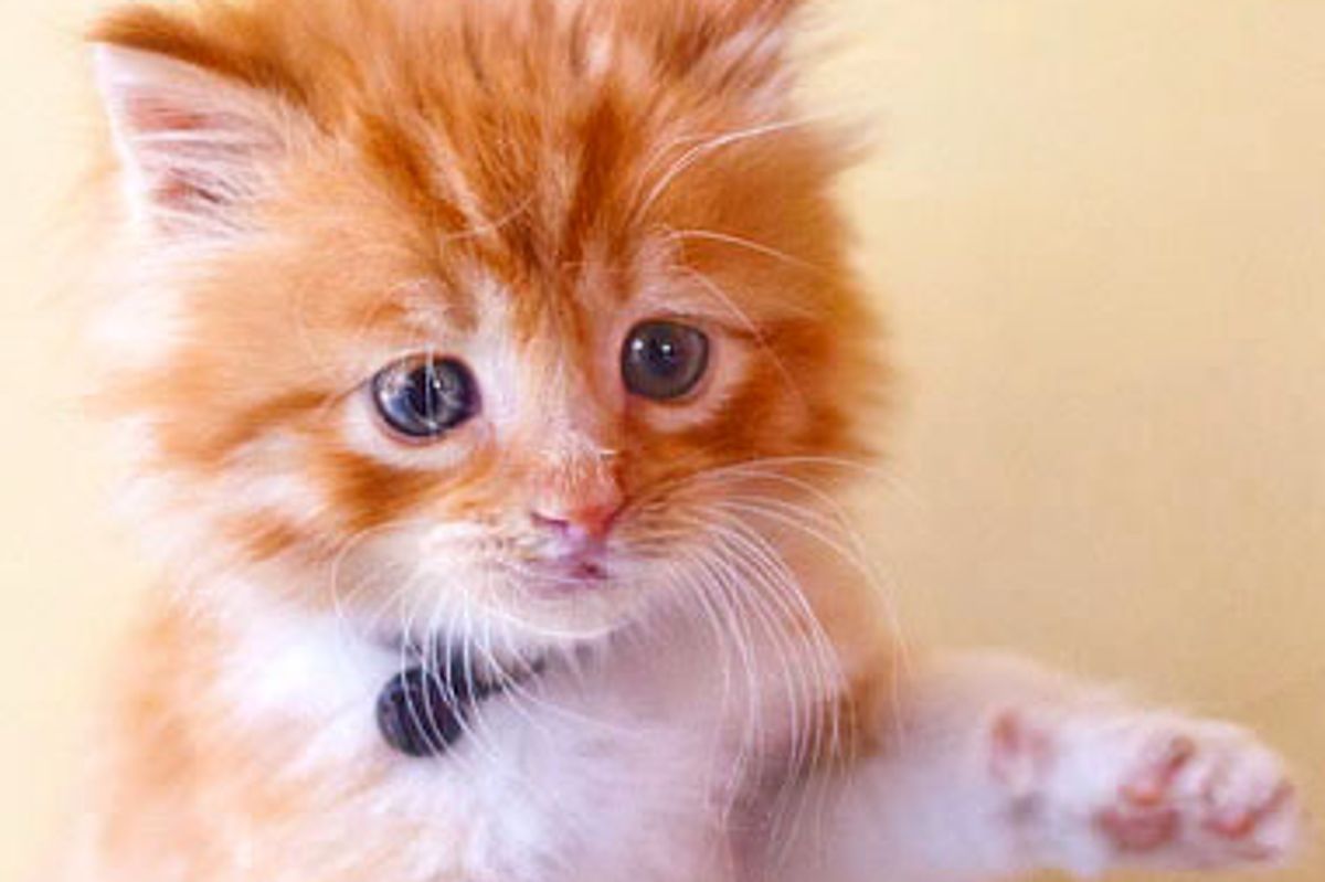 King Looking for Forever Kingdom