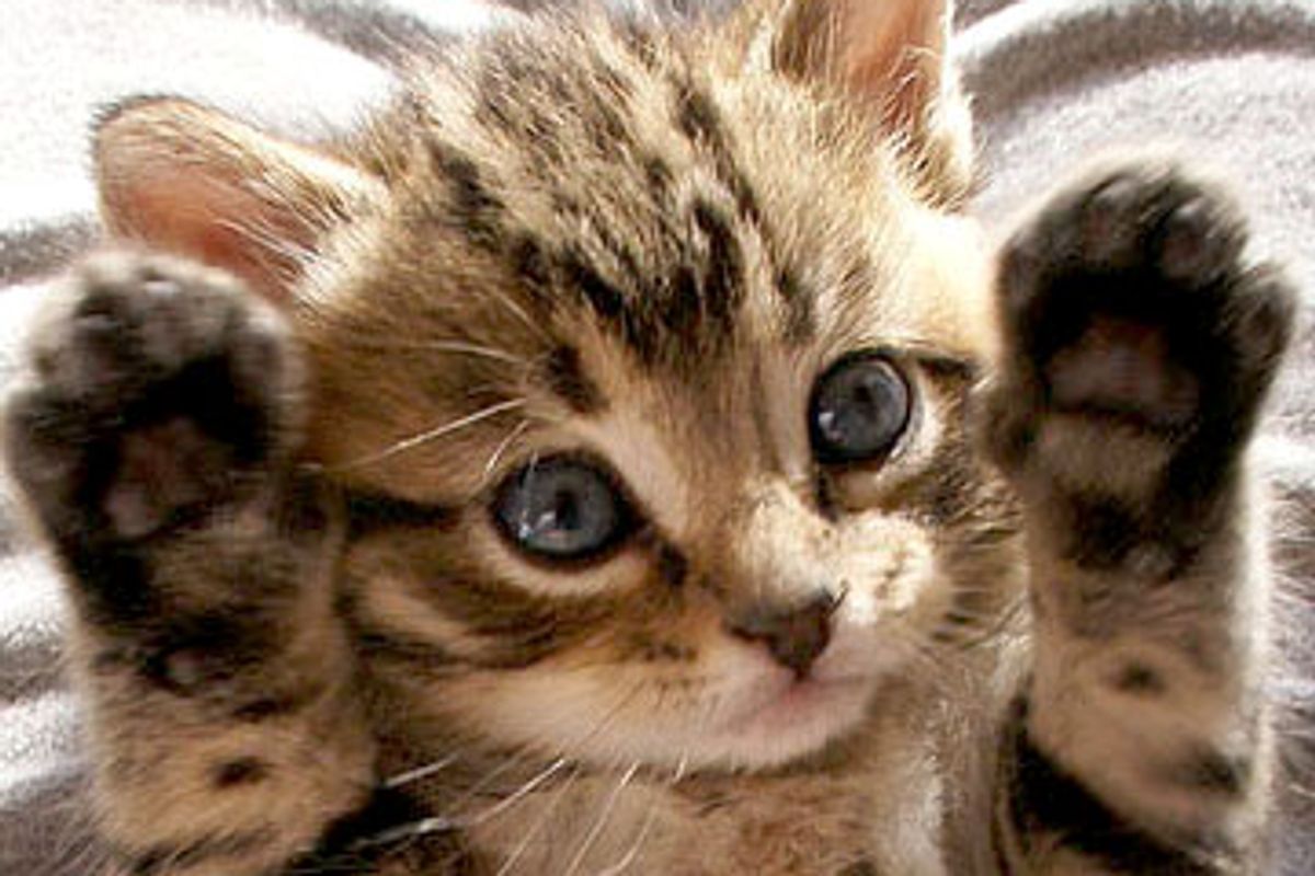 The Bookworms - Story of Four Rescue Kittens