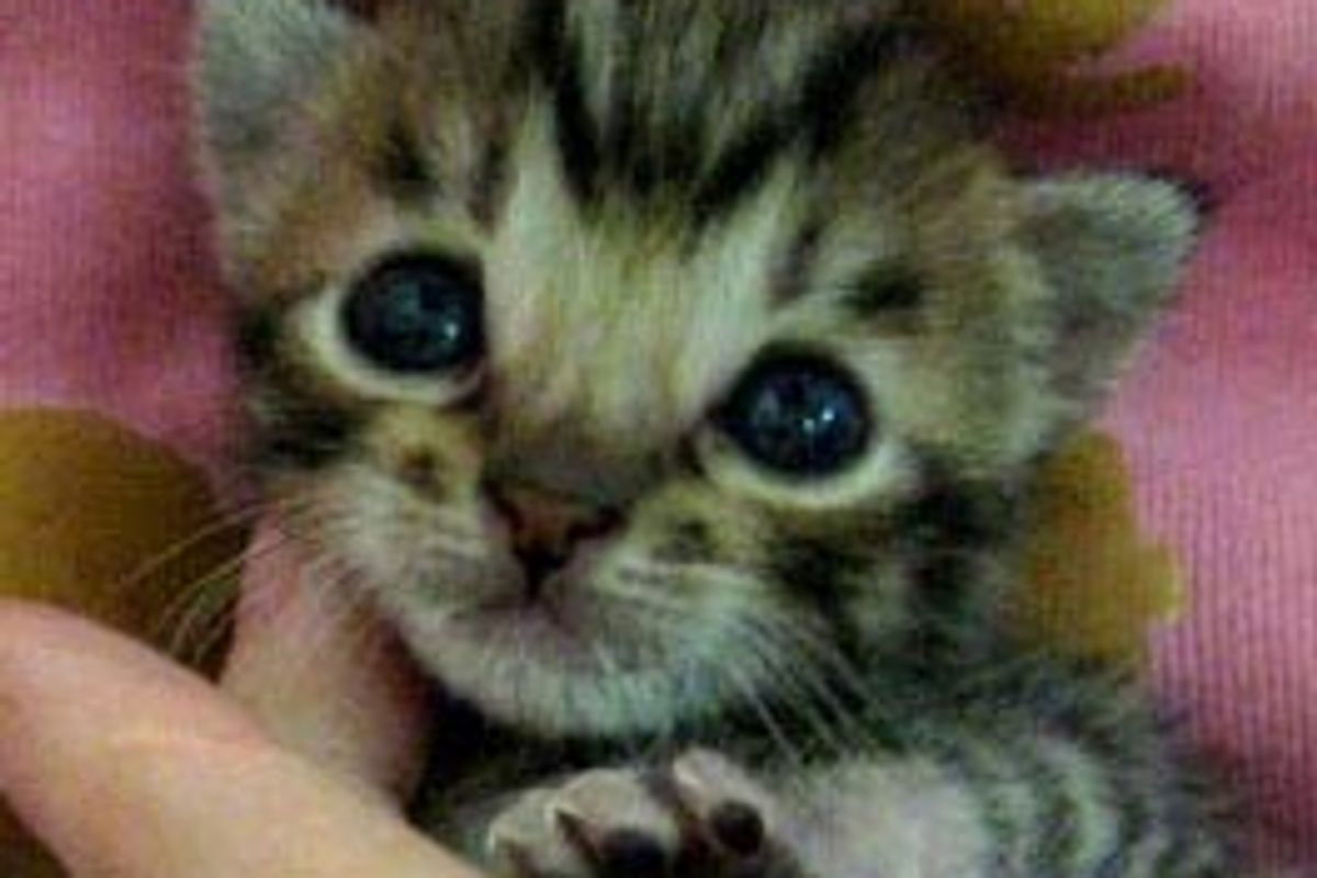 Precious Little Squeaker