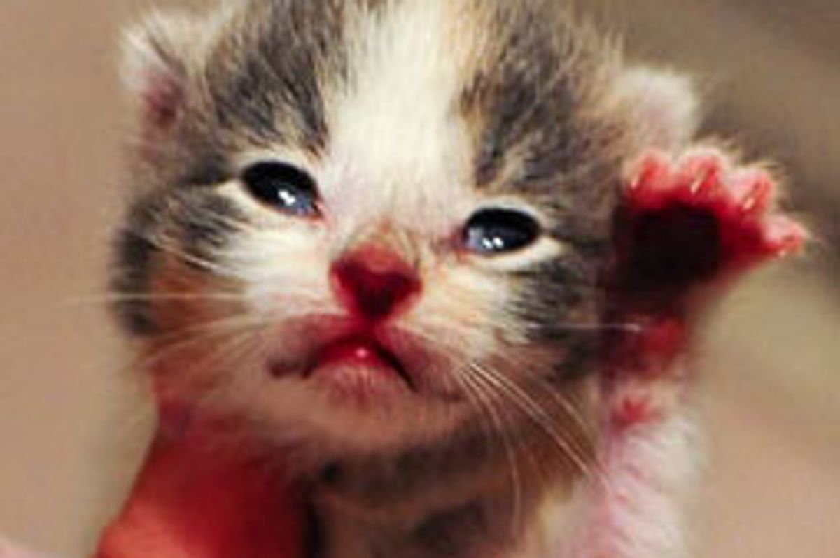 Rescue Cat Family - Glenda Plus 7