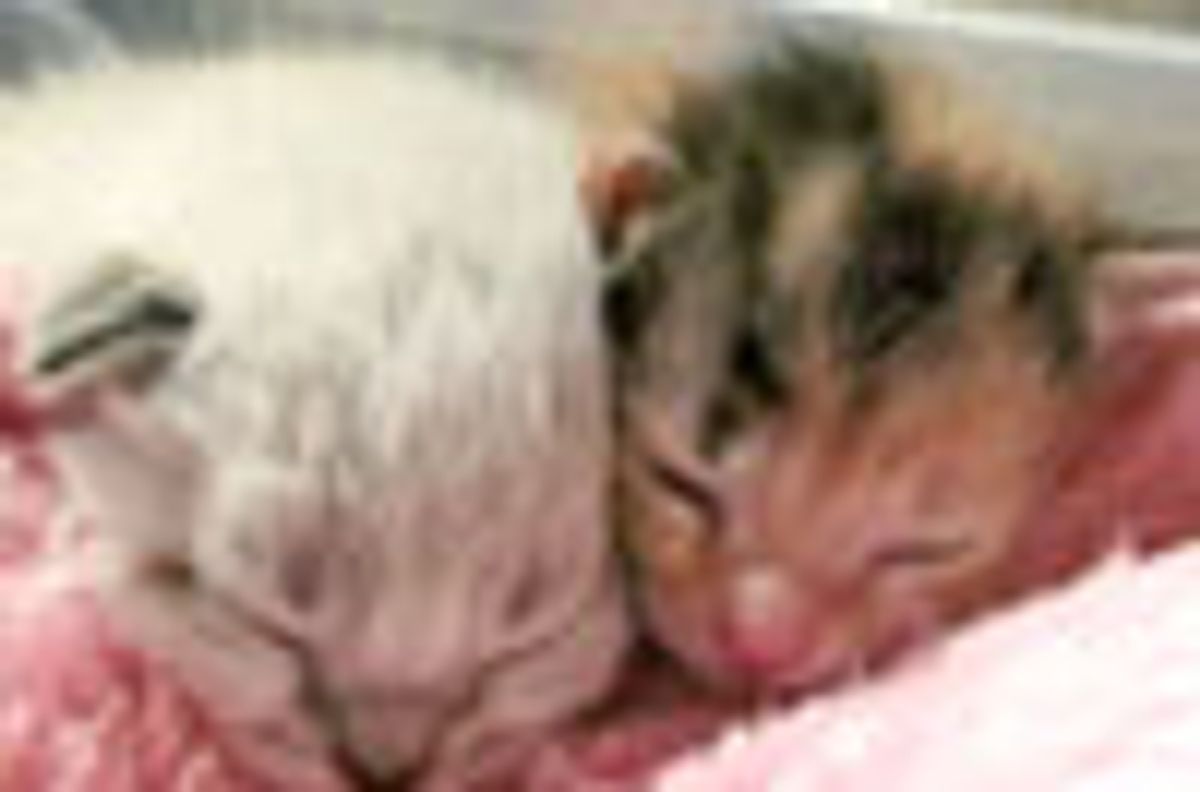 Snuggly Furry Buddies