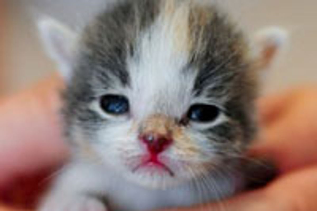 Itty Bitty Foster Claire