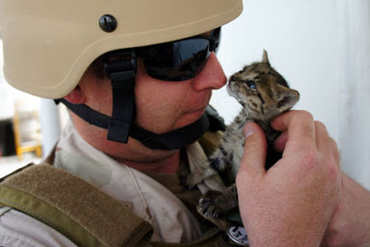 Navy Sailors Bonded with 3 Stowaway Kittens