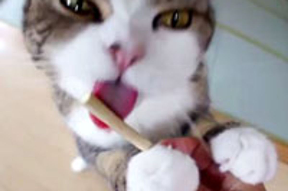 Maru Loves His Silvervine Stick