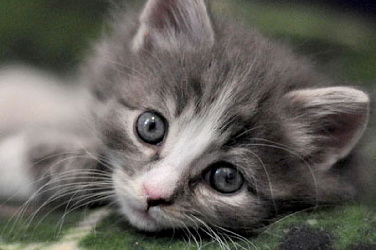 Rambo the Furry Fighter