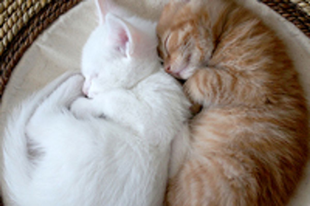 Tigger and Einstein Sweet Little Fosters