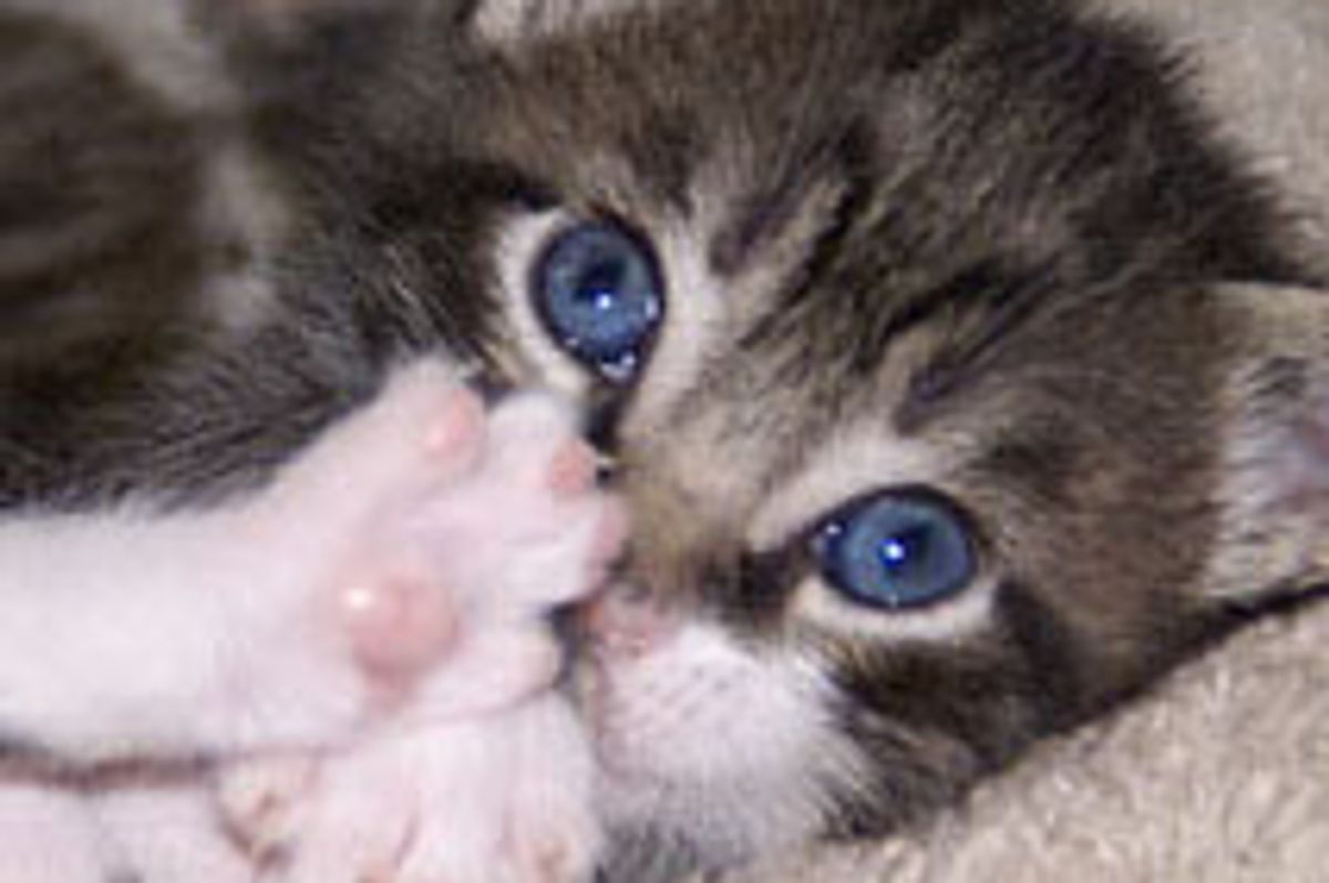 Little Mitten Footsie Fest