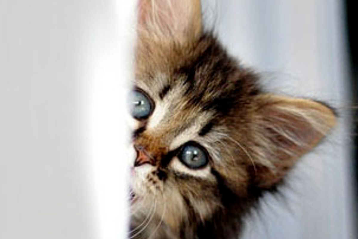 Daphne the Fluffy Sweetheart