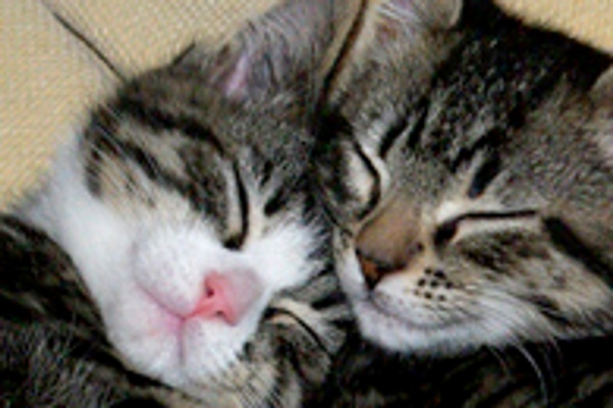 Dexter and Cody Best Furiends